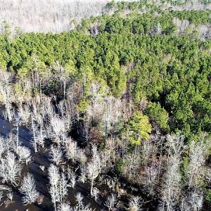 Photo of UNDER CONTRACT!  45 Acres of Hunting and Recreational Land For Sale In Wilson County NC!