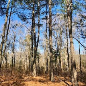 Photo of SOLD!  11 Acres of Residential and Recreational Land For Sale in Craven County NC!