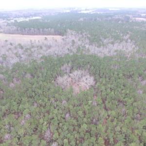 Photo of UNDER CONTRACT!  16.7 Acres of Hunting Land For Sale in Southampton County VA!