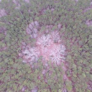 Photo of UNDER CONTRACT!  16.7 Acres of Hunting Land For Sale in Southampton County VA!