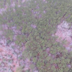 Photo of UNDER CONTRACT!  16.7 Acres of Hunting Land For Sale in Southampton County VA!