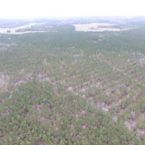 Photo of UNDER CONTRACT!  16.7 Acres of Hunting Land For Sale in Southampton County VA!
