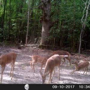 Photo of UNDER CONTRACT!  16.7 Acres of Hunting Land For Sale in Southampton County VA!