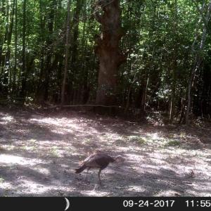 Photo of UNDER CONTRACT!  16.7 Acres of Hunting Land For Sale in Southampton County VA!