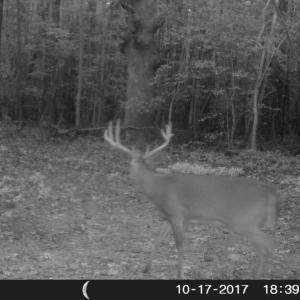 Photo of UNDER CONTRACT!  16.7 Acres of Hunting Land For Sale in Southampton County VA!