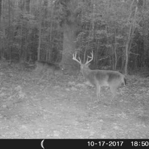 Photo of UNDER CONTRACT!  16.7 Acres of Hunting Land For Sale in Southampton County VA!
