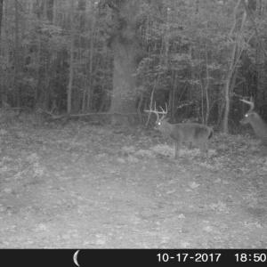 Photo of UNDER CONTRACT!  16.7 Acres of Hunting Land For Sale in Southampton County VA!