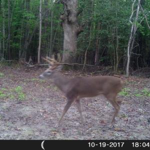 Photo of UNDER CONTRACT!  16.7 Acres of Hunting Land For Sale in Southampton County VA!