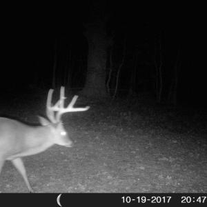 Photo of UNDER CONTRACT!  16.7 Acres of Hunting Land For Sale in Southampton County VA!