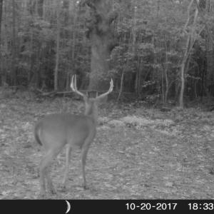 Photo of UNDER CONTRACT!  16.7 Acres of Hunting Land For Sale in Southampton County VA!