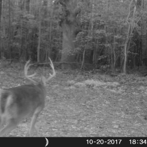 Photo of UNDER CONTRACT!  16.7 Acres of Hunting Land For Sale in Southampton County VA!