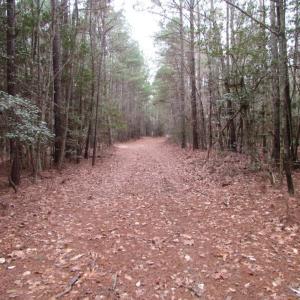 Photo of UNDER CONTRACT!  16.7 Acres of Hunting Land For Sale in Southampton County VA!