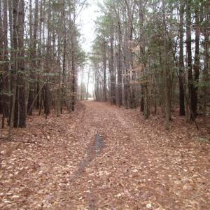 Photo of UNDER CONTRACT!  16.7 Acres of Hunting Land For Sale in Southampton County VA!
