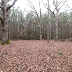 Photo of UNDER CONTRACT!  16.7 Acres of Hunting Land For Sale in Southampton County VA!