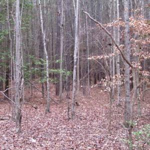 Photo of UNDER CONTRACT!  16.7 Acres of Hunting Land For Sale in Southampton County VA!
