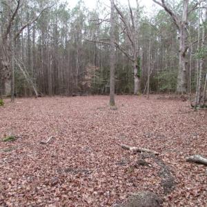 Photo of UNDER CONTRACT!  16.7 Acres of Hunting Land For Sale in Southampton County VA!