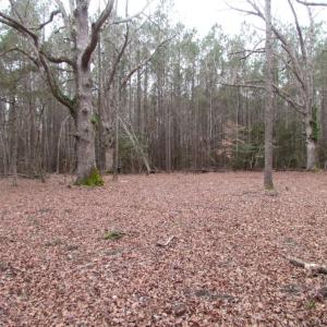 Photo of UNDER CONTRACT!  16.7 Acres of Hunting Land For Sale in Southampton County VA!