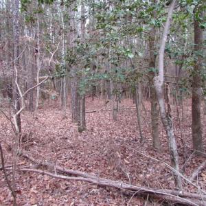 Photo of UNDER CONTRACT!  16.7 Acres of Hunting Land For Sale in Southampton County VA!