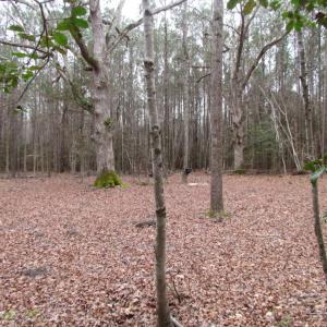 Photo of UNDER CONTRACT!  16.7 Acres of Hunting Land For Sale in Southampton County VA!