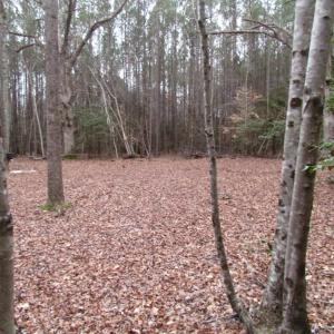 Photo of UNDER CONTRACT!  16.7 Acres of Hunting Land For Sale in Southampton County VA!