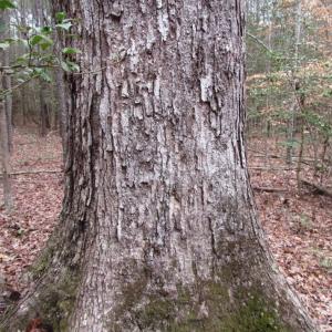 Photo of UNDER CONTRACT!  16.7 Acres of Hunting Land For Sale in Southampton County VA!