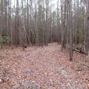 Photo of UNDER CONTRACT!  16.7 Acres of Hunting Land For Sale in Southampton County VA!