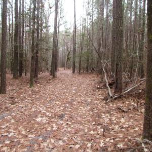 Photo of UNDER CONTRACT!  16.7 Acres of Hunting Land For Sale in Southampton County VA!