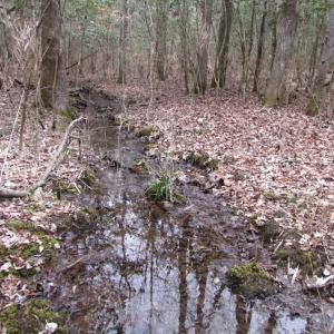 Photo of UNDER CONTRACT!  16.7 Acres of Hunting Land For Sale in Southampton County VA!