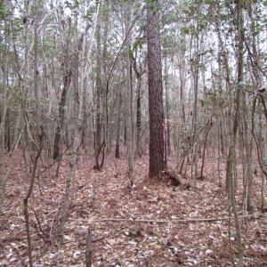 Photo of UNDER CONTRACT!  16.7 Acres of Hunting Land For Sale in Southampton County VA!
