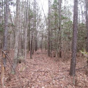 Photo of UNDER CONTRACT!  16.7 Acres of Hunting Land For Sale in Southampton County VA!