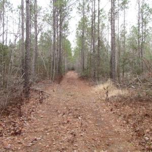 Photo of UNDER CONTRACT!  16.7 Acres of Hunting Land For Sale in Southampton County VA!