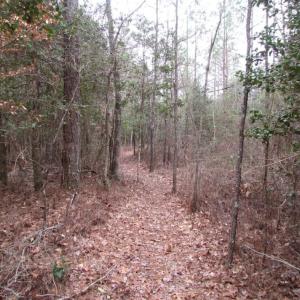 Photo of UNDER CONTRACT!  16.7 Acres of Hunting Land For Sale in Southampton County VA!