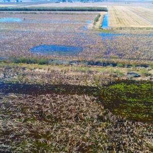 Photo of SOLD!!  72.5 Acres of Productive Farm Land and Duck Impoundment For Sale in Hyde County NC!