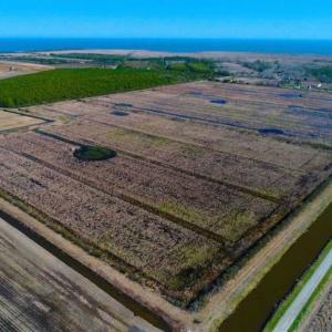 Photo of SOLD!!  72.5 Acres of Productive Farm Land and Duck Impoundment For Sale in Hyde County NC!