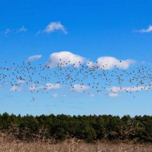Photo of SOLD!!  72.5 Acres of Productive Farm Land and Duck Impoundment For Sale in Hyde County NC!