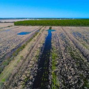 Photo of SOLD!!  72.5 Acres of Productive Farm Land and Duck Impoundment For Sale in Hyde County NC!