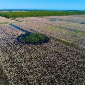 Photo of SOLD!!  72.5 Acres of Productive Farm Land and Duck Impoundment For Sale in Hyde County NC!