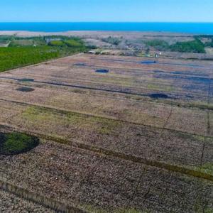Photo of SOLD!!  72.5 Acres of Productive Farm Land and Duck Impoundment For Sale in Hyde County NC!