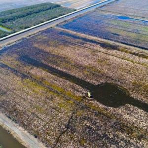 Photo of SOLD!!  72.5 Acres of Productive Farm Land and Duck Impoundment For Sale in Hyde County NC!