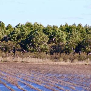 Photo of SOLD!!  72.5 Acres of Productive Farm Land and Duck Impoundment For Sale in Hyde County NC!