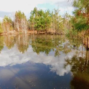 Photo of UNDER CONTRACT!  56.35 Acres of Farm and Timber Land For Sale in Edgecombe County NC!