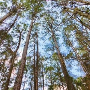 Photo of UNDER CONTRACT!  56.35 Acres of Farm and Timber Land For Sale in Edgecombe County NC!