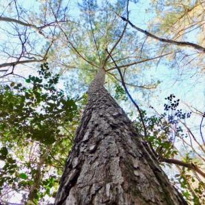 Photo of UNDER CONTRACT!  56.35 Acres of Farm and Timber Land For Sale in Edgecombe County NC!