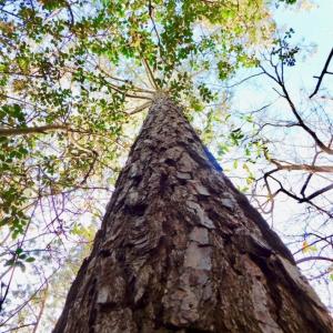 Photo of UNDER CONTRACT!  56.35 Acres of Farm and Timber Land For Sale in Edgecombe County NC!