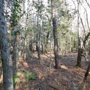 Photo of UNDER CONTRACT!  56.35 Acres of Farm and Timber Land For Sale in Edgecombe County NC!