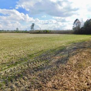 Photo of UNDER CONTRACT!  56.35 Acres of Farm and Timber Land For Sale in Edgecombe County NC!