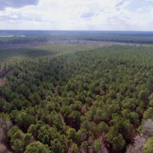 Photo of UNDER CONTRACT!  56.35 Acres of Farm and Timber Land For Sale in Edgecombe County NC!