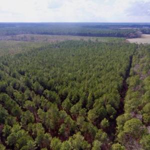 Photo of UNDER CONTRACT!  56.35 Acres of Farm and Timber Land For Sale in Edgecombe County NC!
