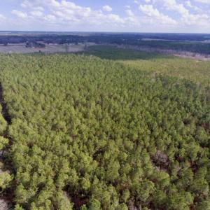Photo of UNDER CONTRACT!  56.35 Acres of Farm and Timber Land For Sale in Edgecombe County NC!