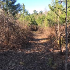 Photo of UNDER CONTRACT!  13.79 Acres of Timber and Residential Land For Sale in Warren County NC!